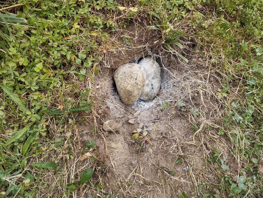 Relocate bees & remove bee nest