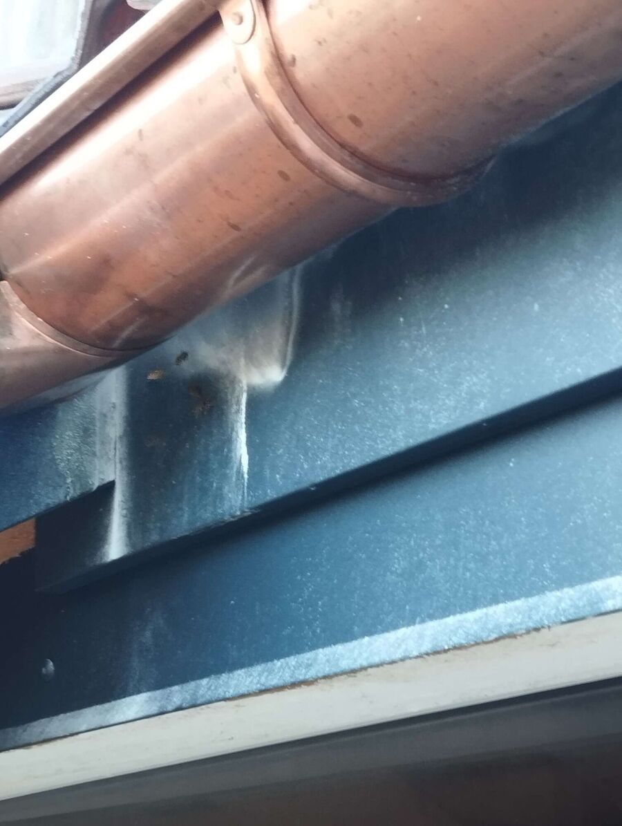 Bee nest at the house remove