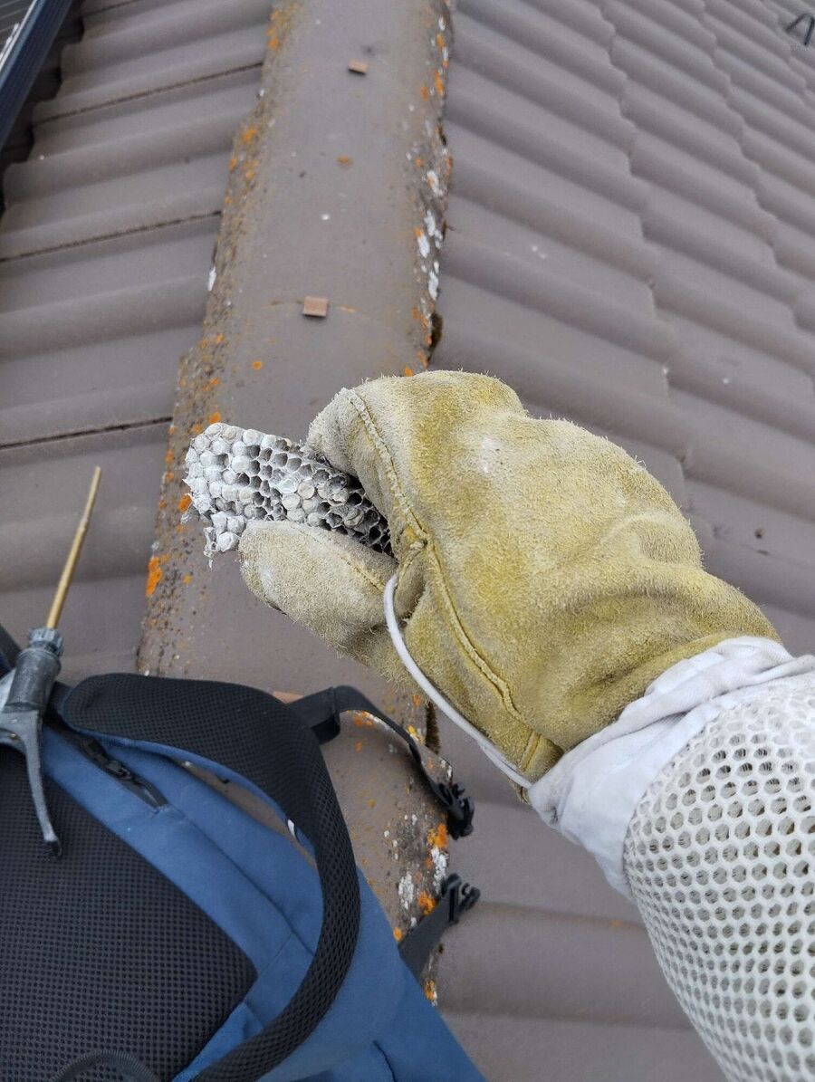 Remove bee nest