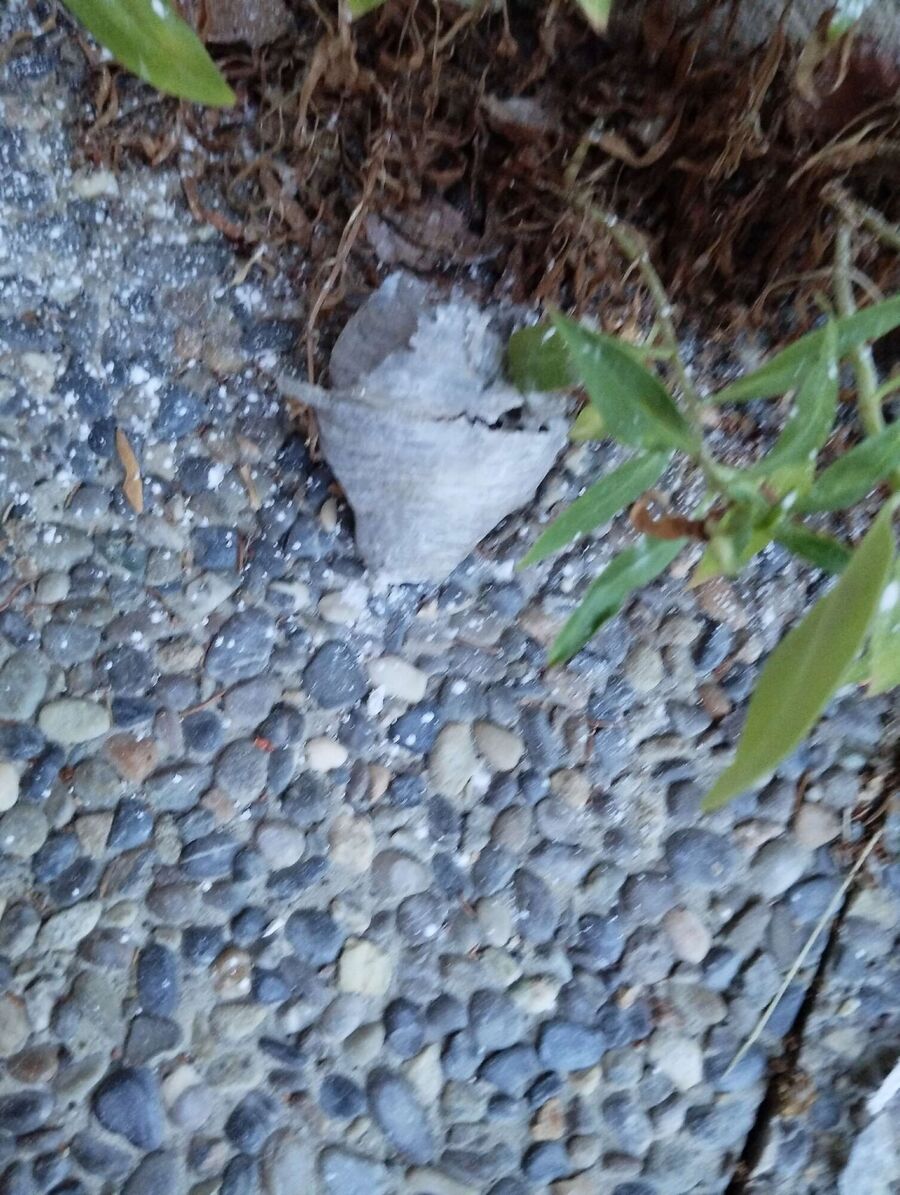 Relocate bees & remove bee nest