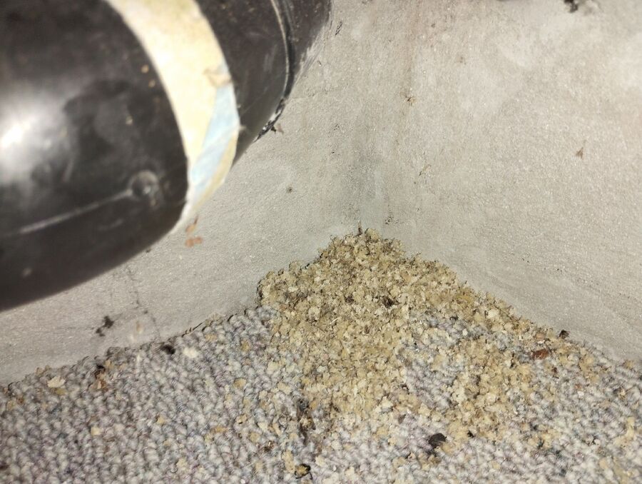 Relocate bees & remove bee nest