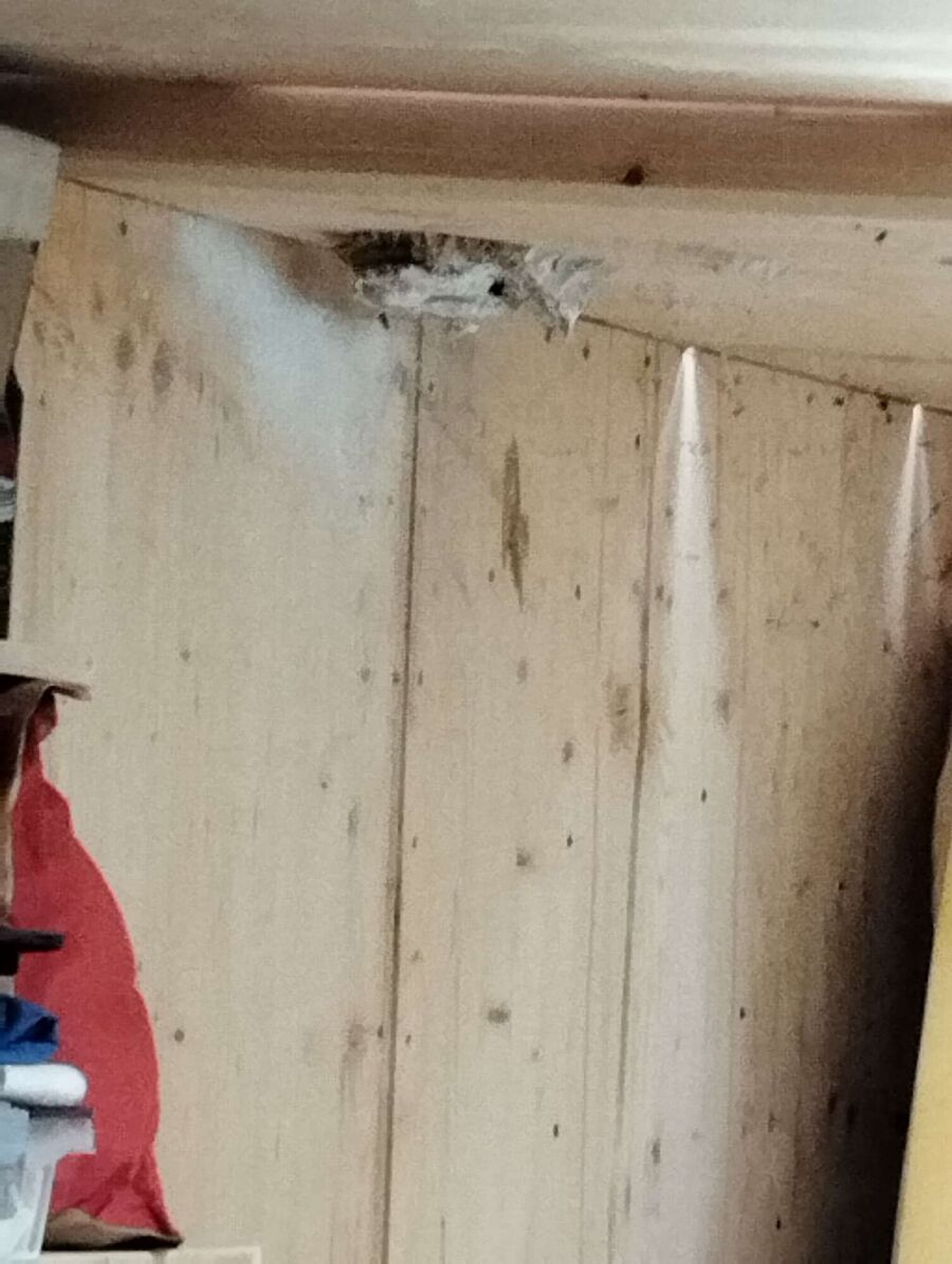 Relocate bees & remove bee nest