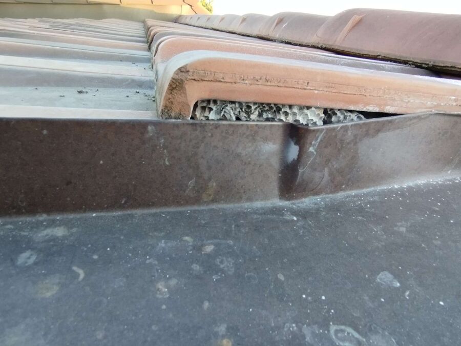 Relocate bees & remove bee nest