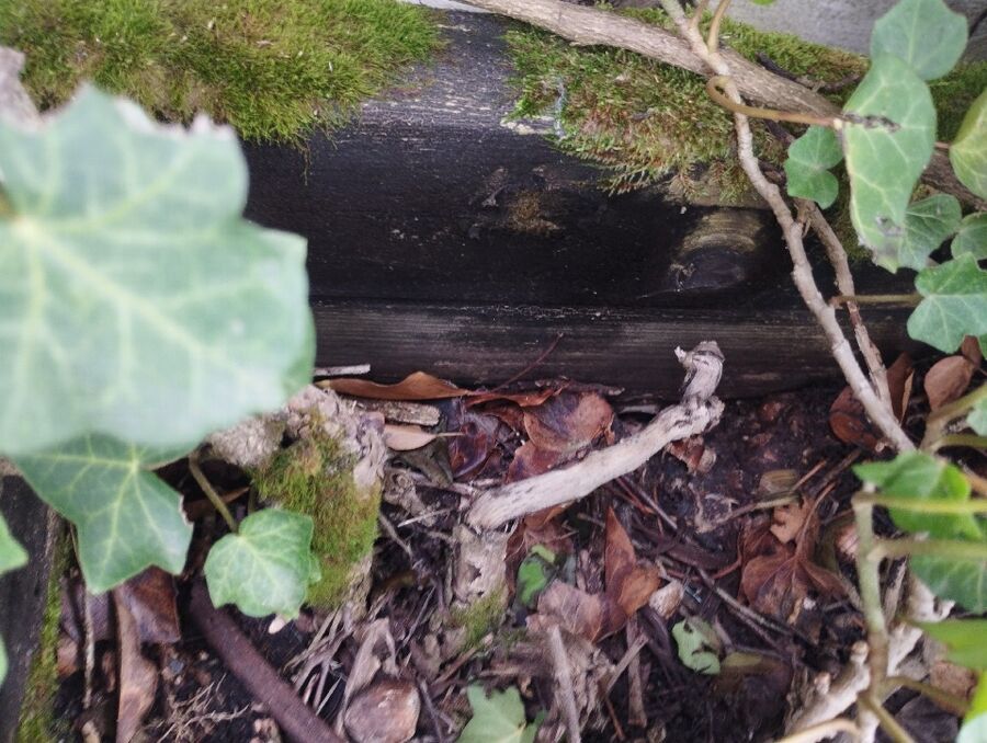 Bee nest at the house remove