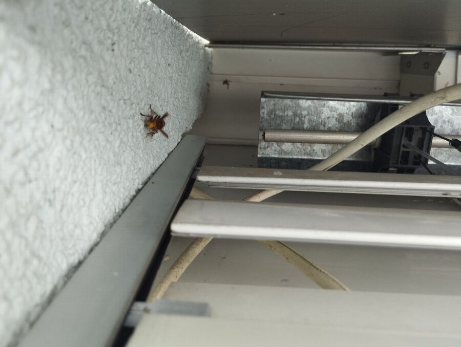 Bee nest at the house remove