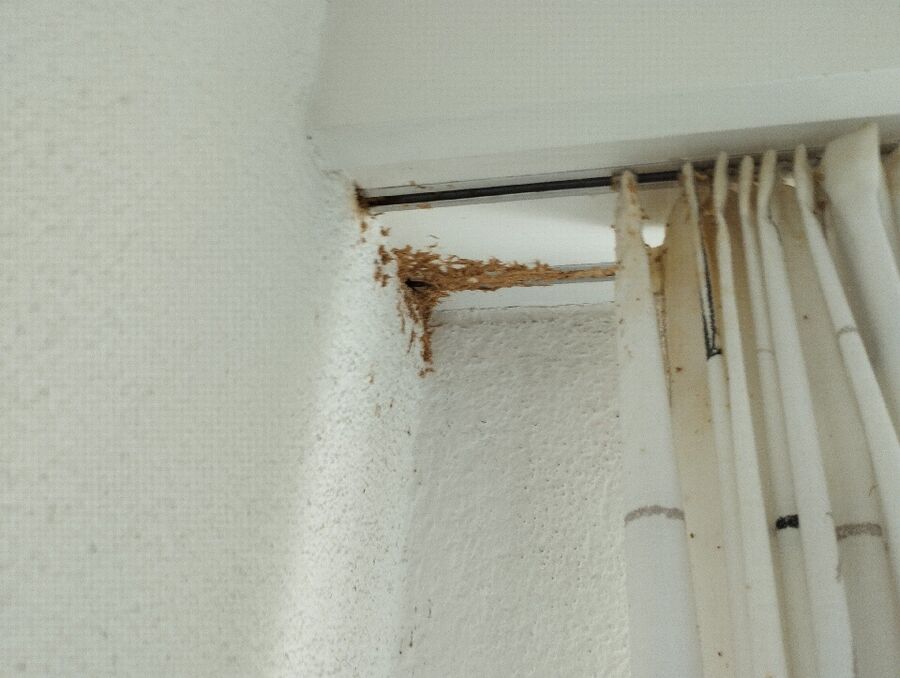 Relocate bees & remove bee nest