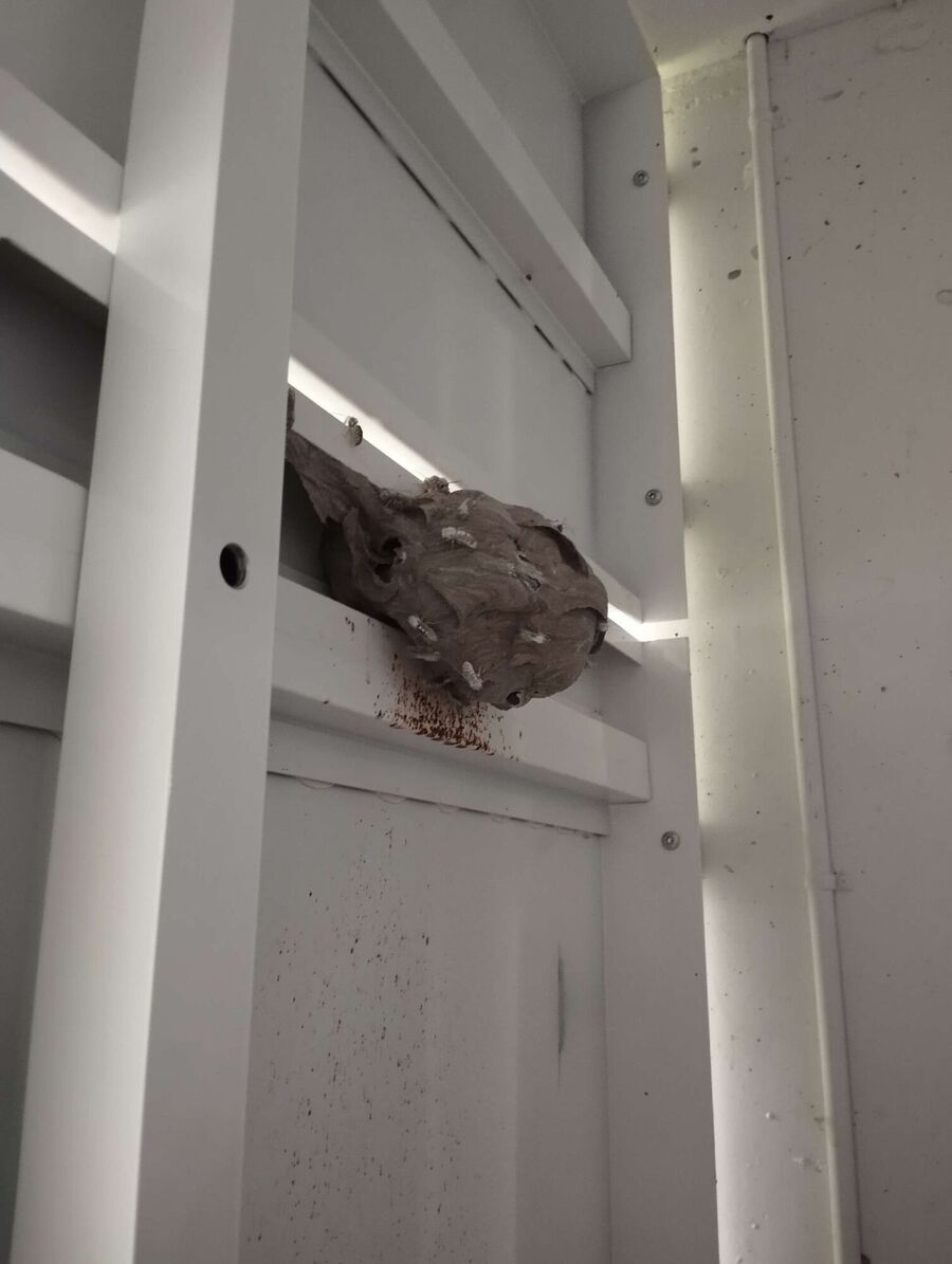 Relocate bees & remove bee nest