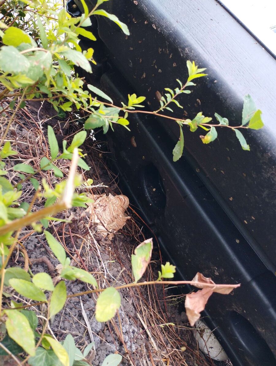 Bee nest at the house remove