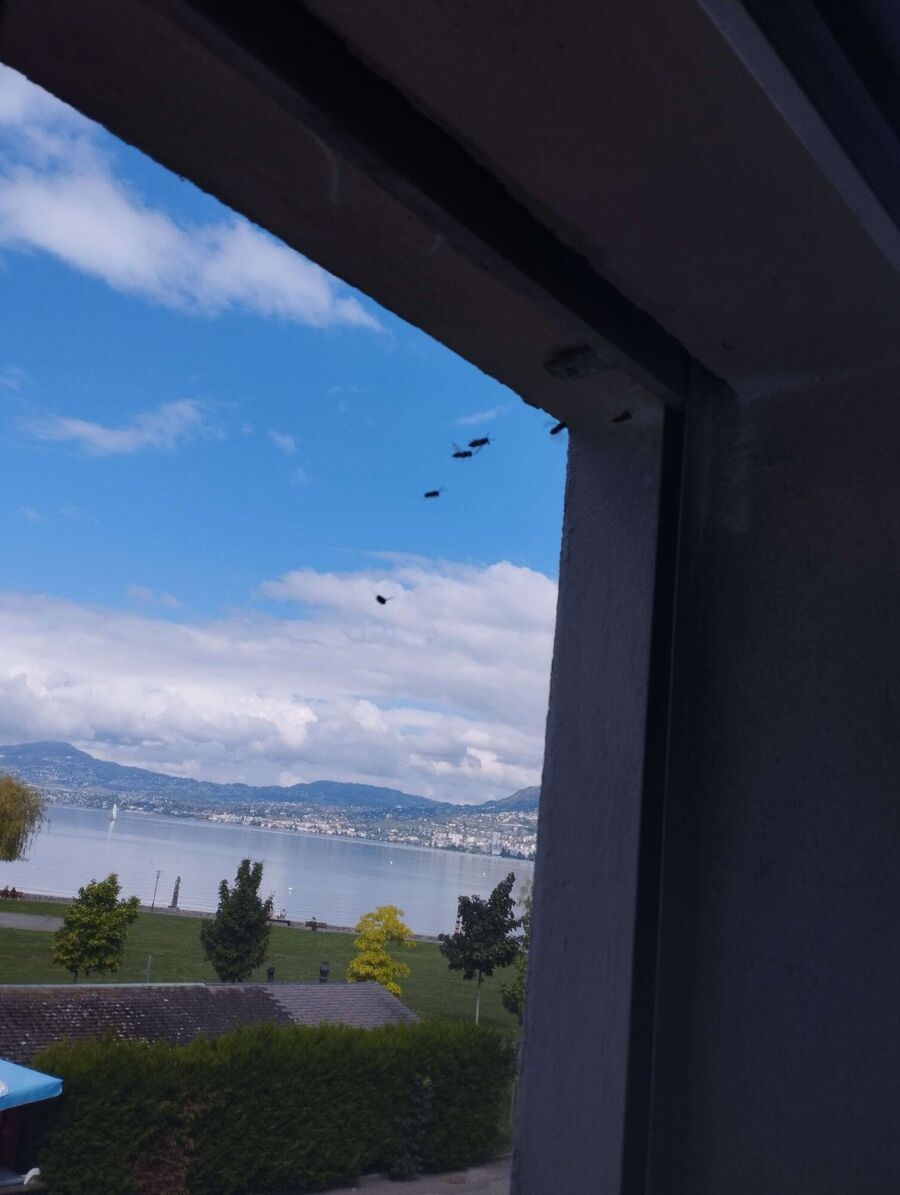 Bee nest at the house remove