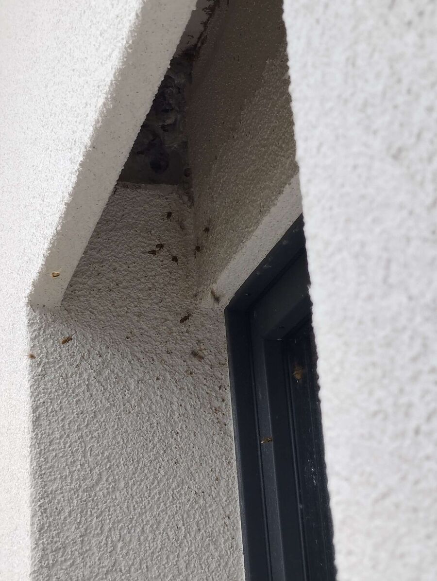 Bee nest at the house remove