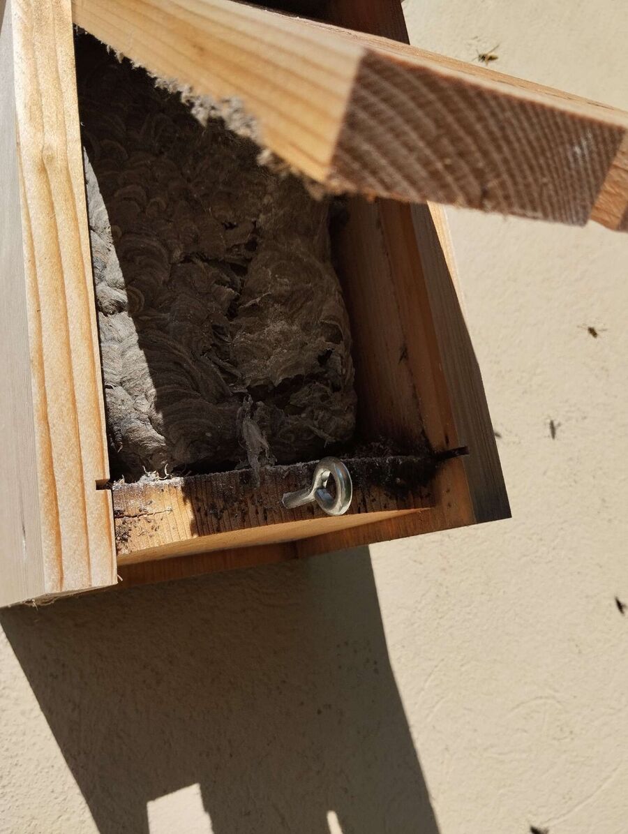 Bee nest at the house remove