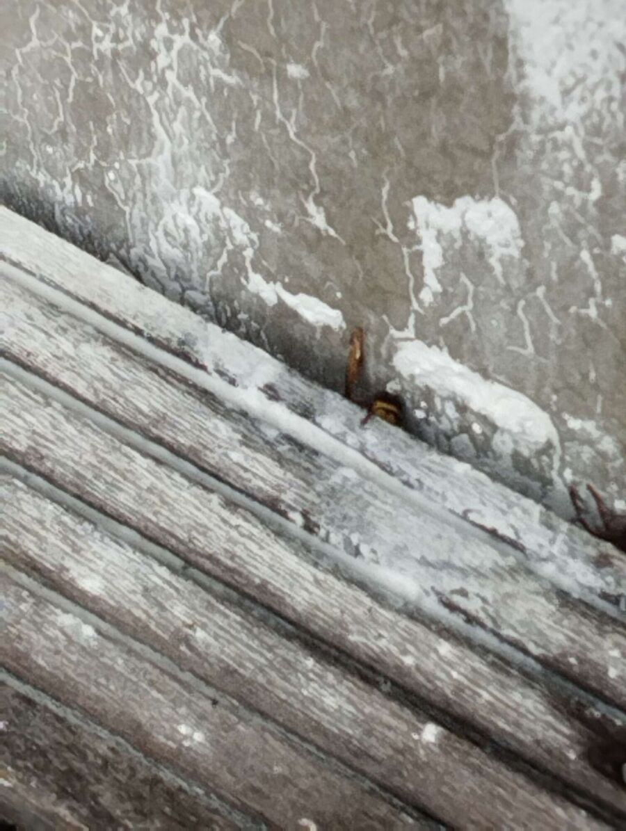 Relocate bees & remove bee nest