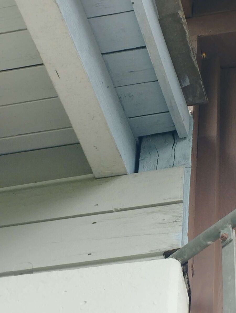 Relocate bees & remove bee nest