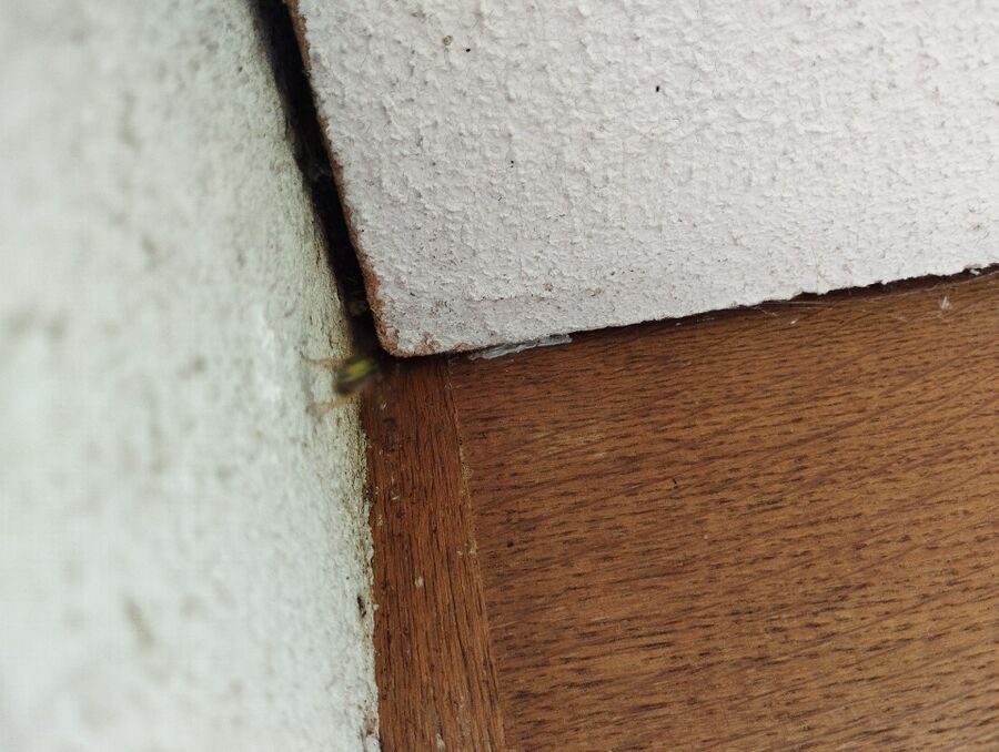 Bee nest at the house remove