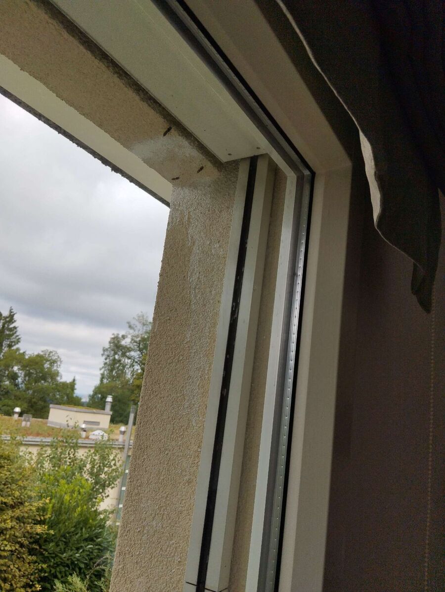 Relocate bees & remove bee nest