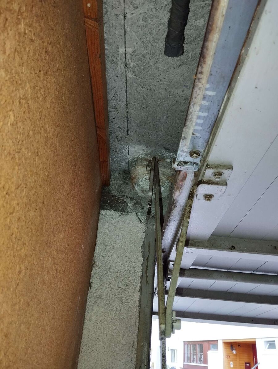 Bee nest at the house remove