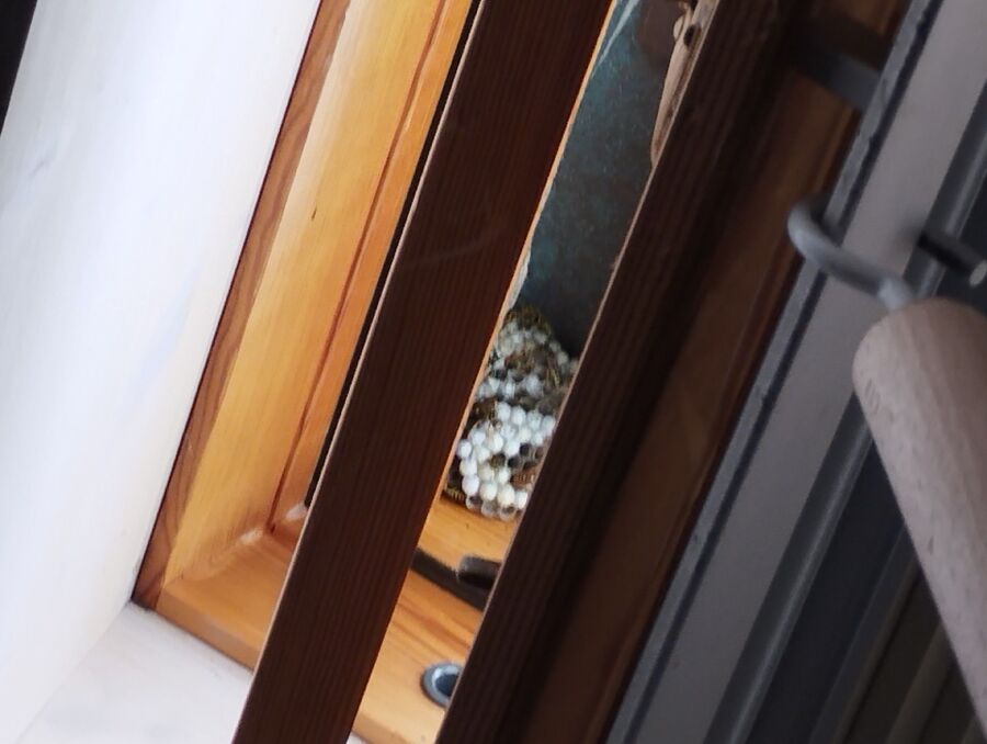 Bee nest at the house remove