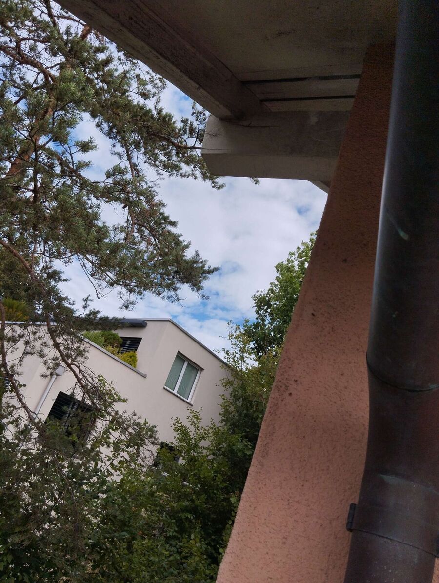 Bee nest at the house remove