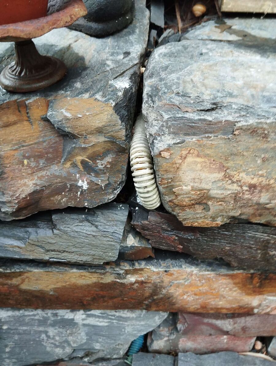 Relocate bees & remove bee nest