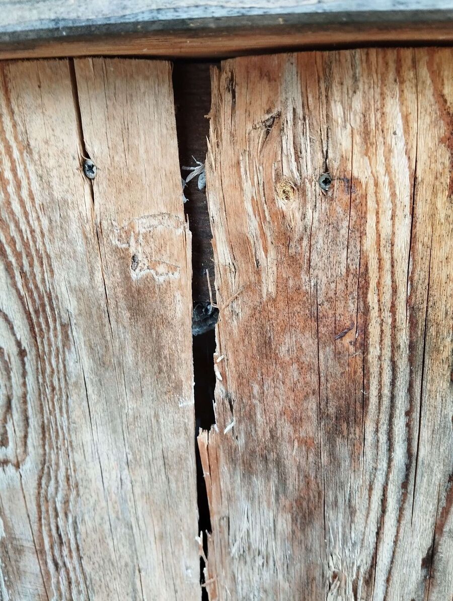 Bee nest at the house remove