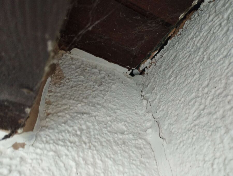 Bee nest at the house remove