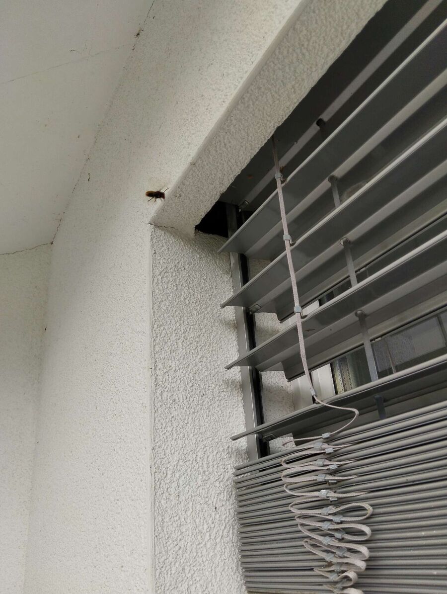 Bee nest at the house remove