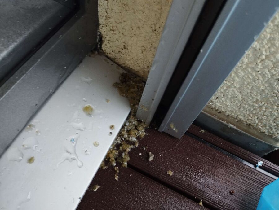 Bee nest at the house remove