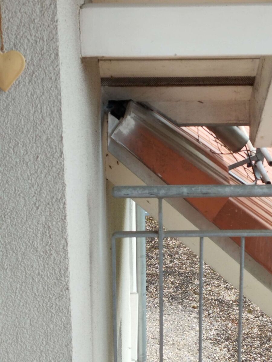 Relocate bees & remove bee nest