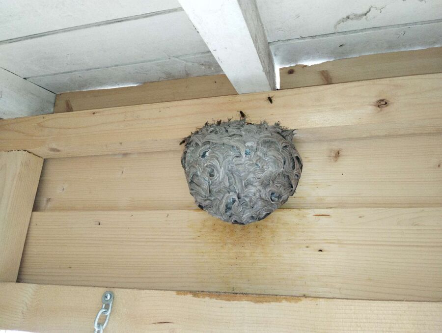 Remove bee nest