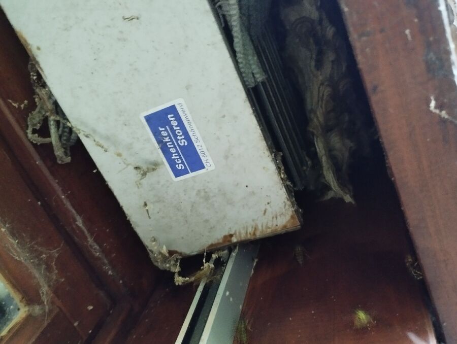 Relocate bees & remove bee nest