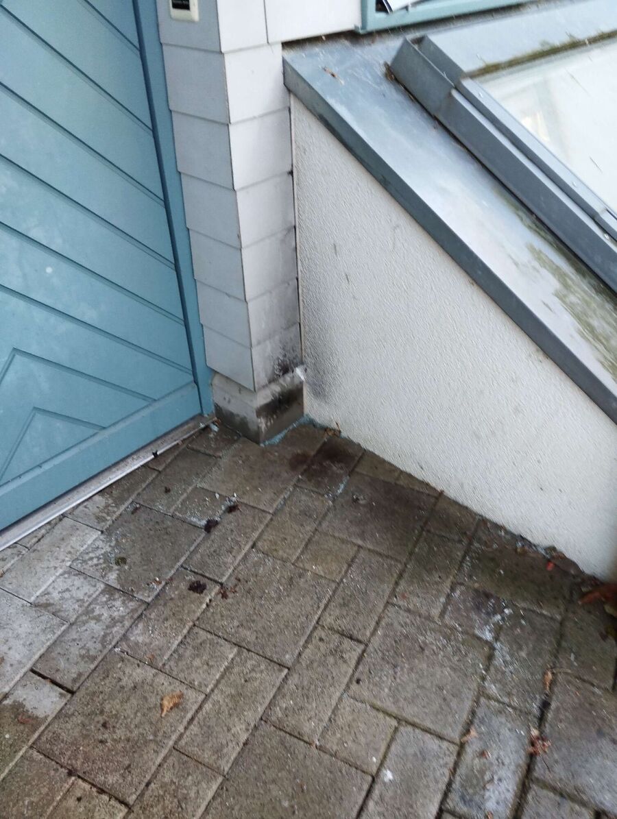 Relocate bees & remove bee nest