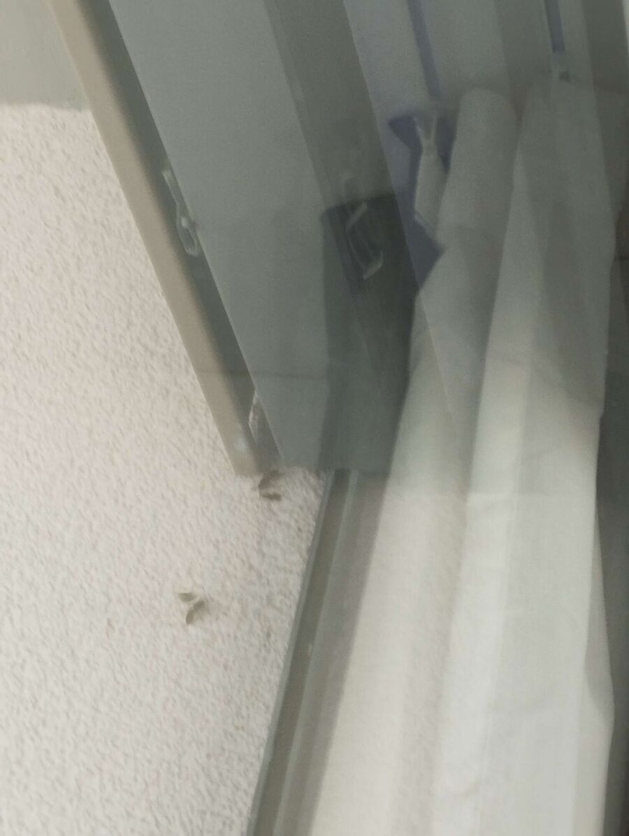 Bee nest at the house remove