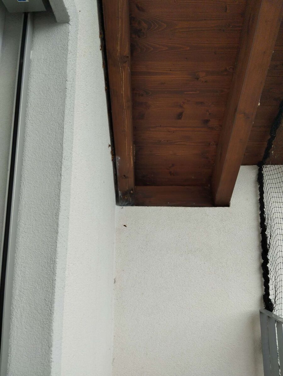 Bee nest at the house remove