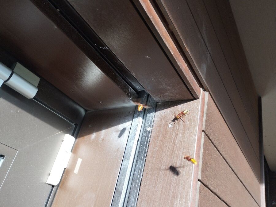 Relocate bees & remove bee nest