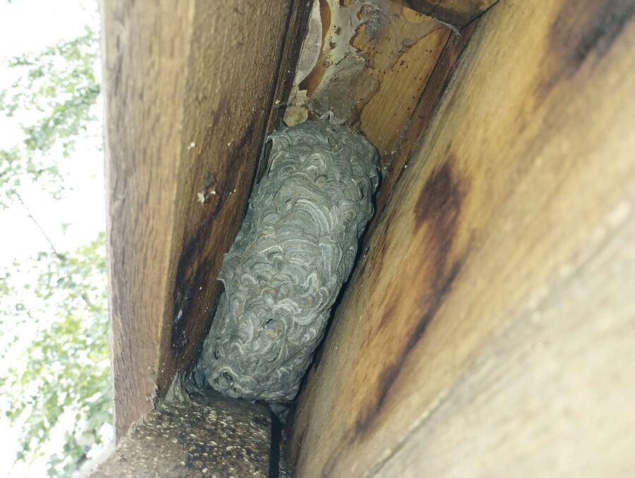 Relocate bees & remove bee nest