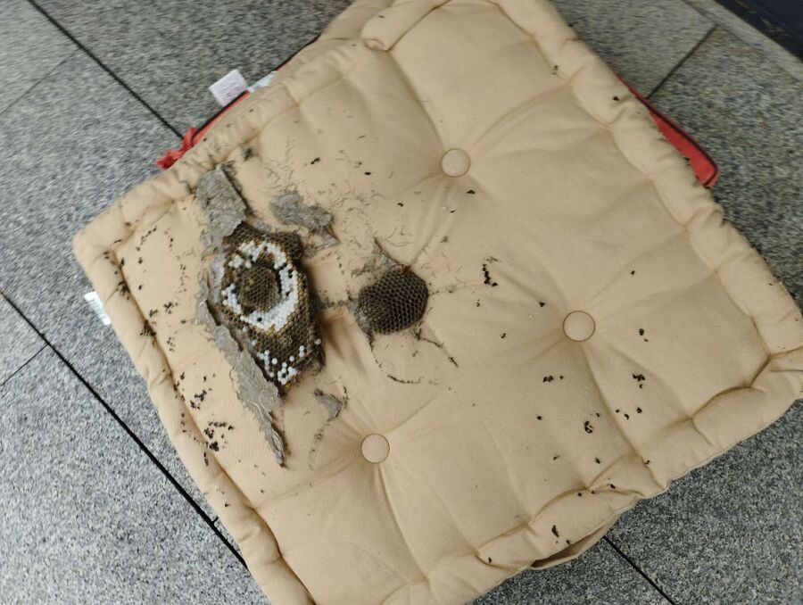 Bee nest at the house remove