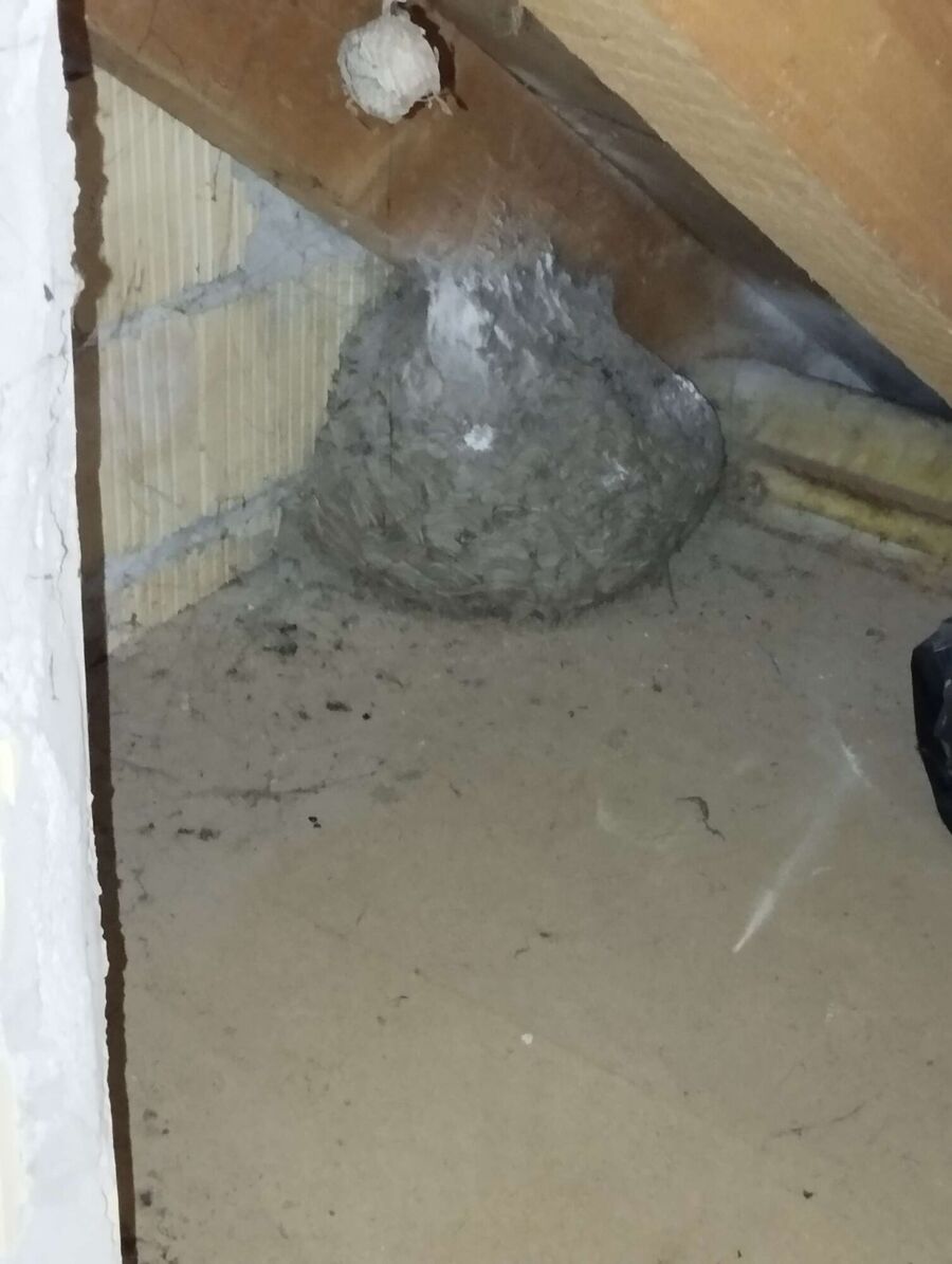 Relocate bees & remove bee nest