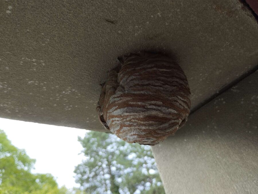 Remove bee nest