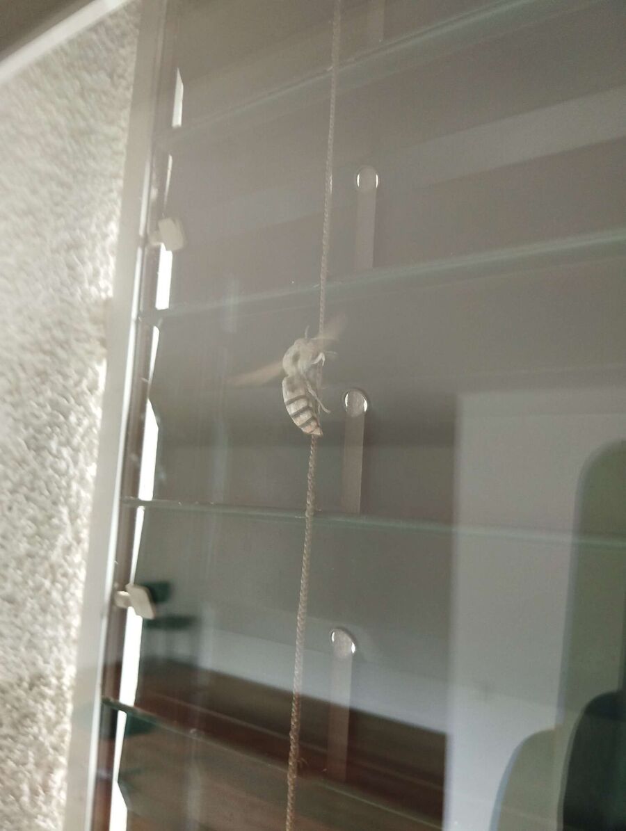 Bee nest at the house remove