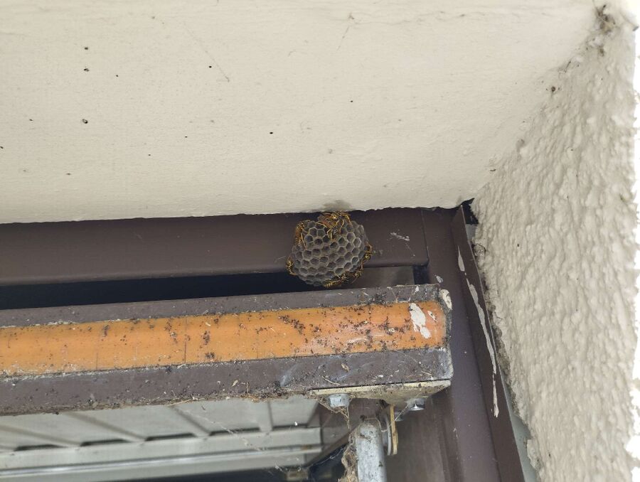 Relocate bees & remove bee nest