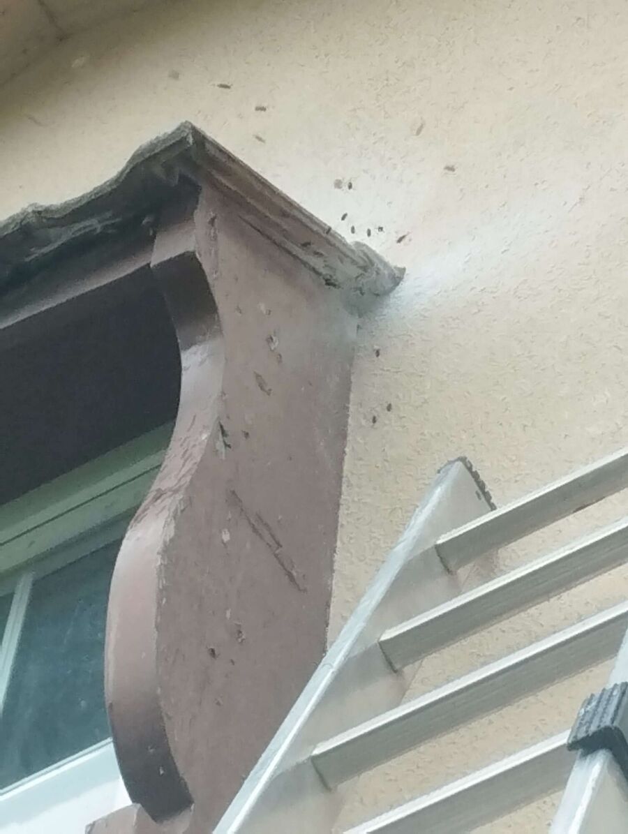 Remove bee nest