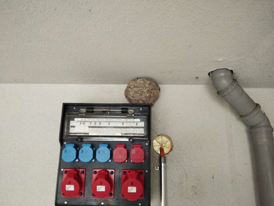 Bee nest at the house remove