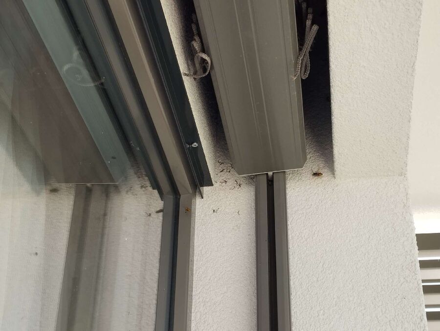 Bee nest at the house remove