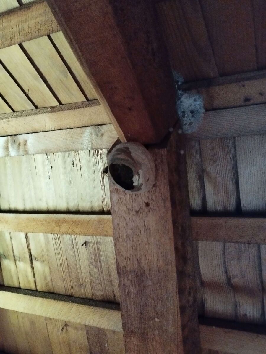 Bee nest at the house remove