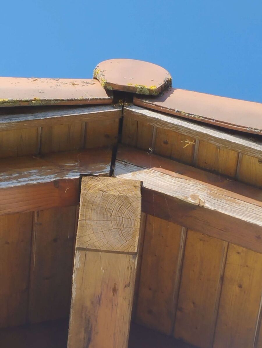 Relocate bees & remove bee nest