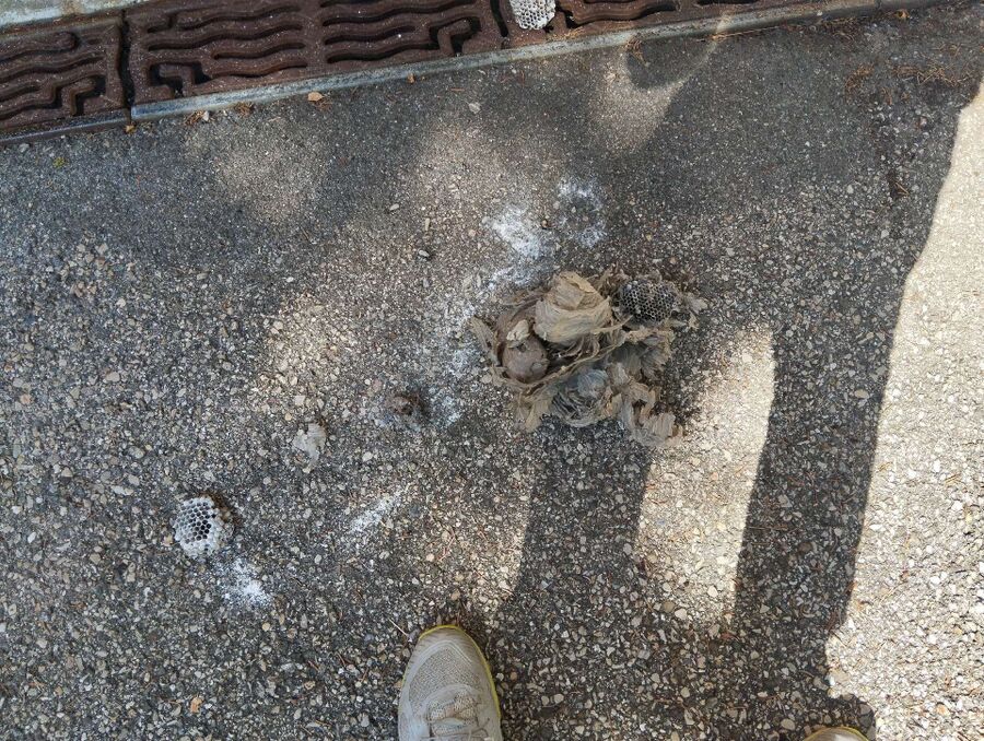 Relocate bees & remove bee nest