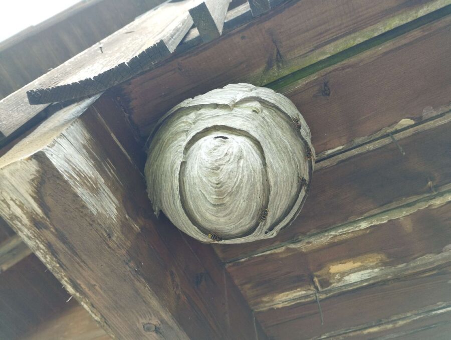 Bee nest at the house remove