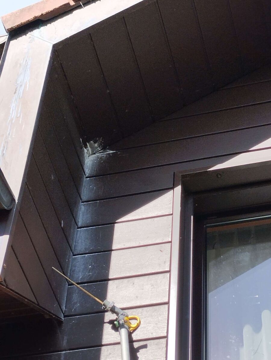 Relocate bees & remove bee nest