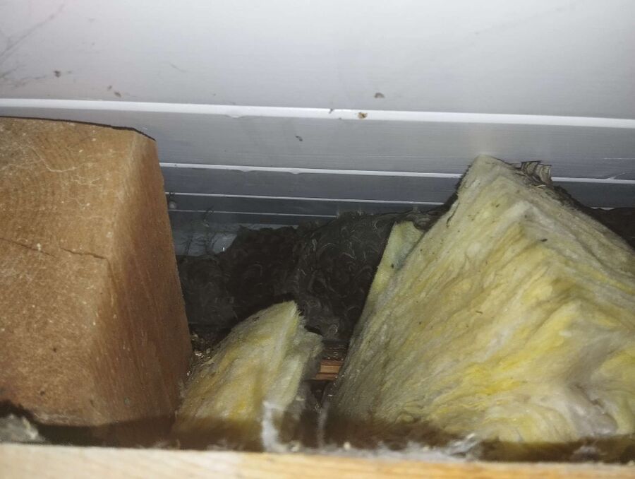 Relocate bees & remove bee nest