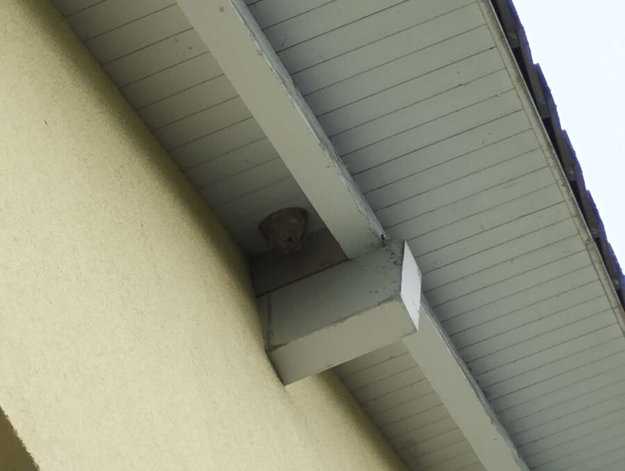 Bee nest at the house remove